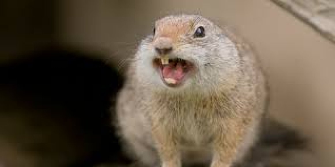 a squirrel next can cause a ground fault on a PV array
