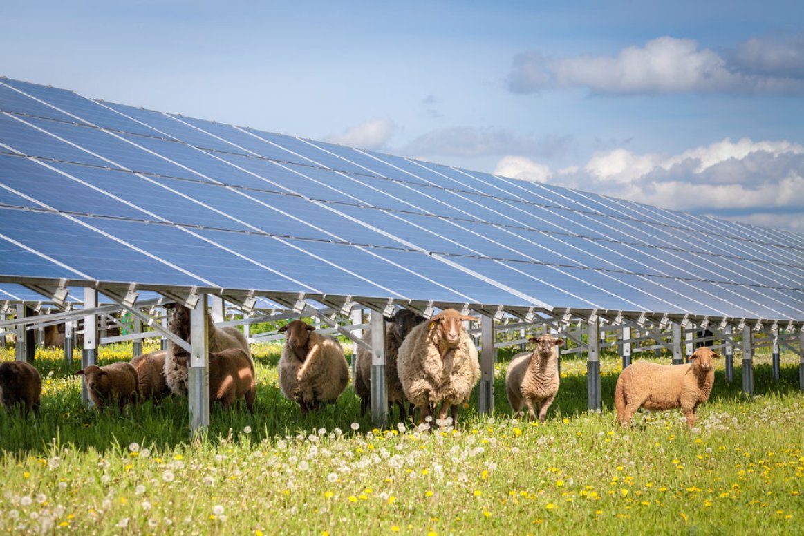 Solar, Agriculture, Sheep, PV,