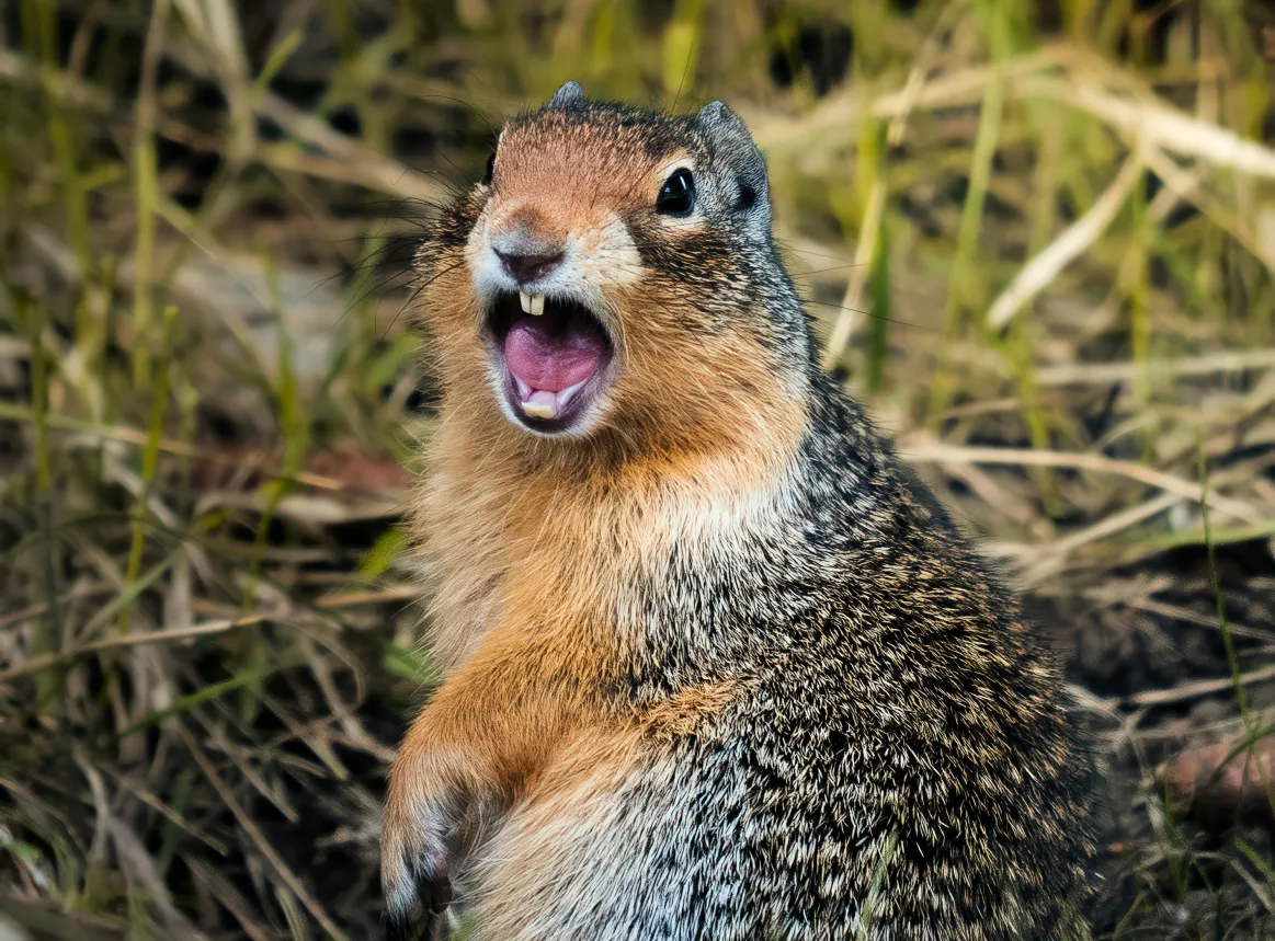 A ground squirrel with its mouth open in dry grass