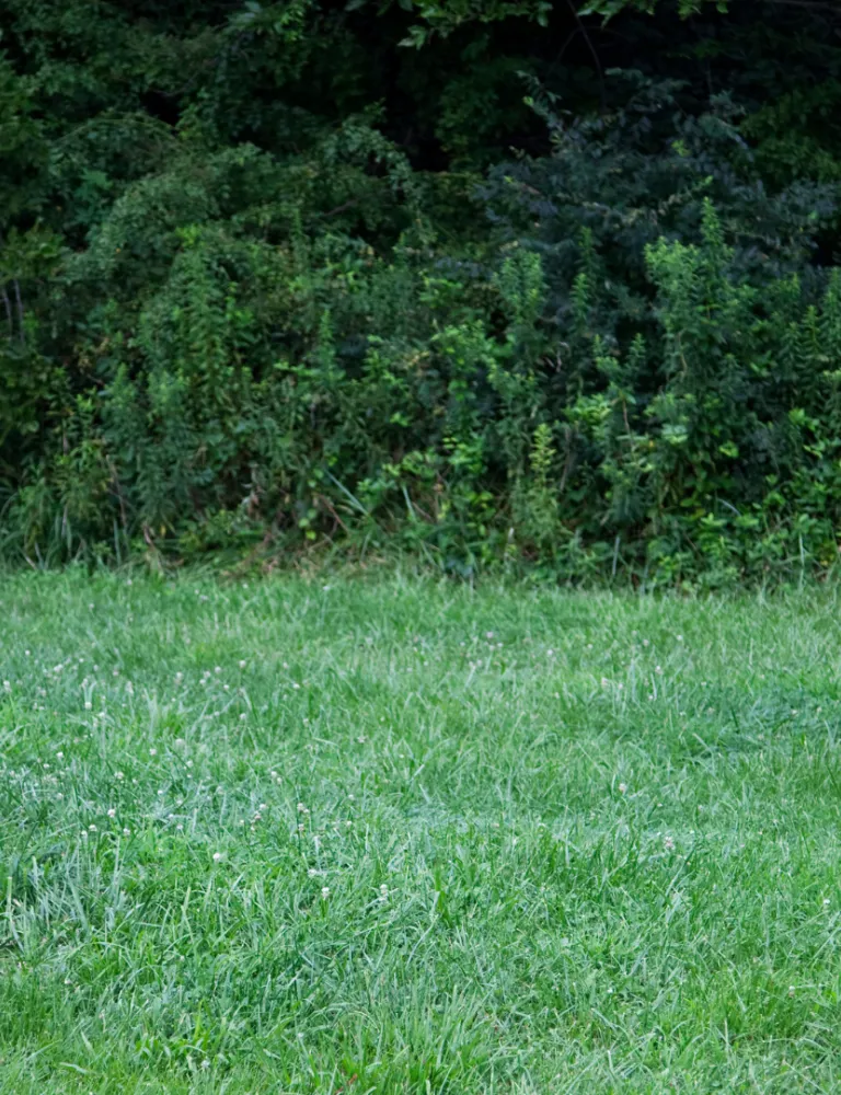 Disc Golf Background Image