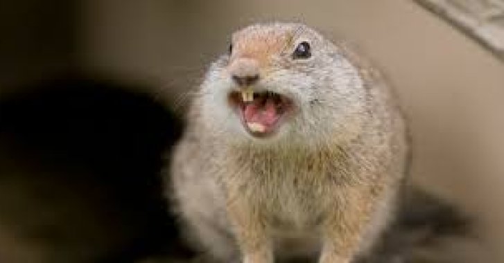 a squirrel next can cause a ground fault on a PV array