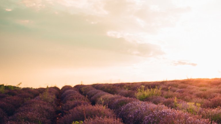 Boy in a field of lavender