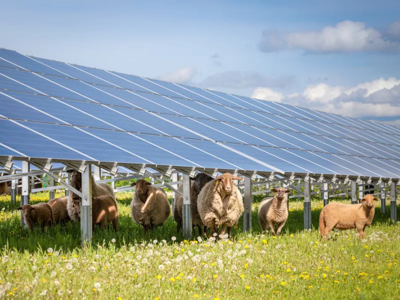 Solar, Agriculture, Sheep, PV,