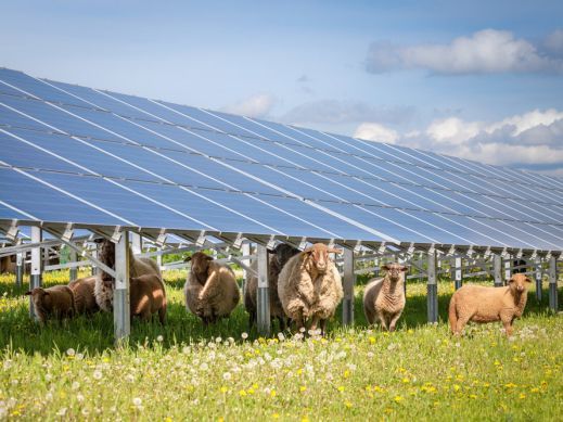 Solar, Agriculture, Sheep, PV,